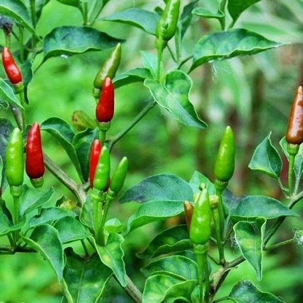 Hạt giống ớt xiêm