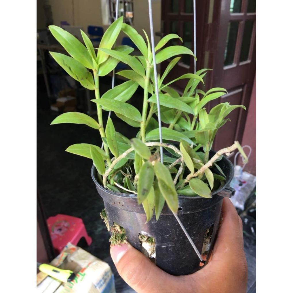 Thiên cung lữ bố chậu 5 thân