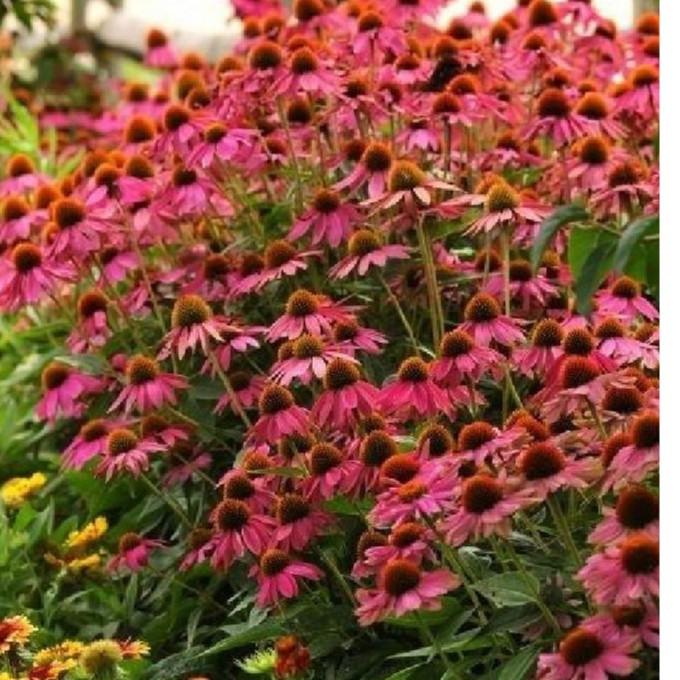 Hạt giống hoa cúc trái thông gói 50 hạt/gói