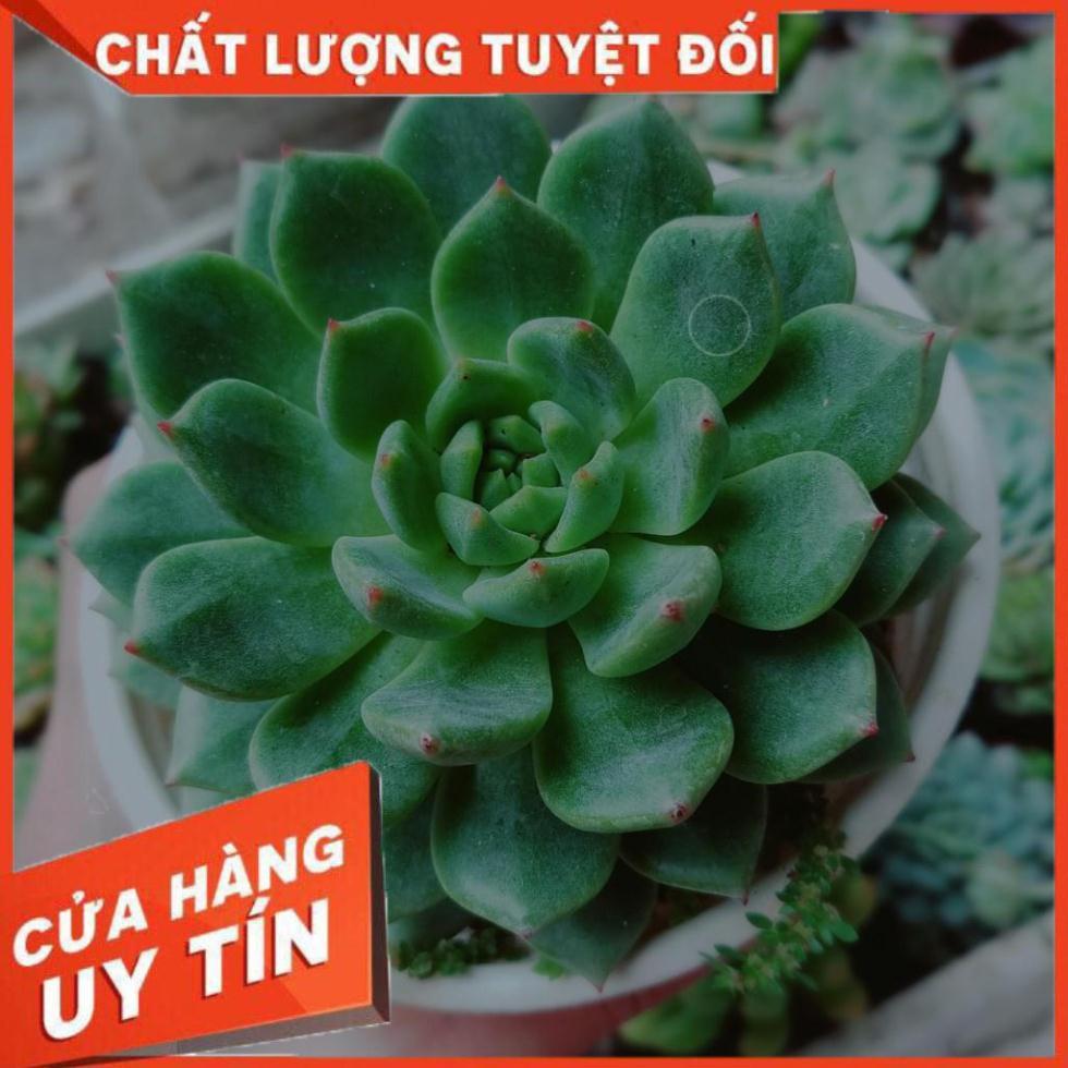 Combo 2 cây sen đá Nhiều Người Mua