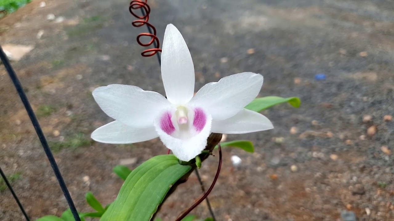 Phi điệp đột biến 5CT HOA LƯ chuẩn giống cam kết chất lượng