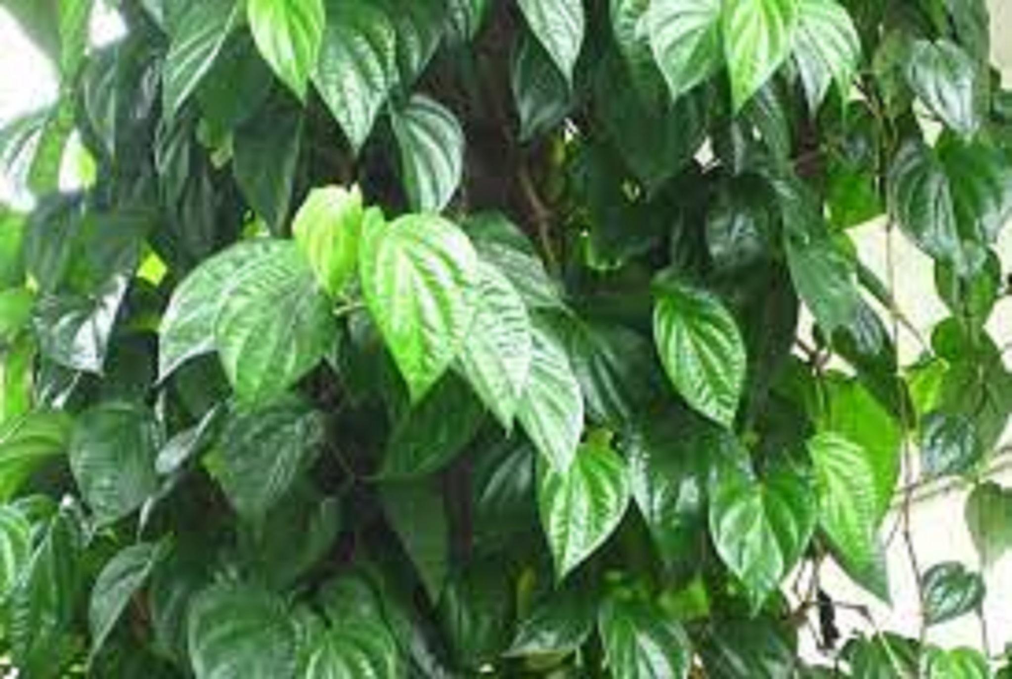 1 KG LÁ TRẦU KHÔNG TƯƠI nhà trồng