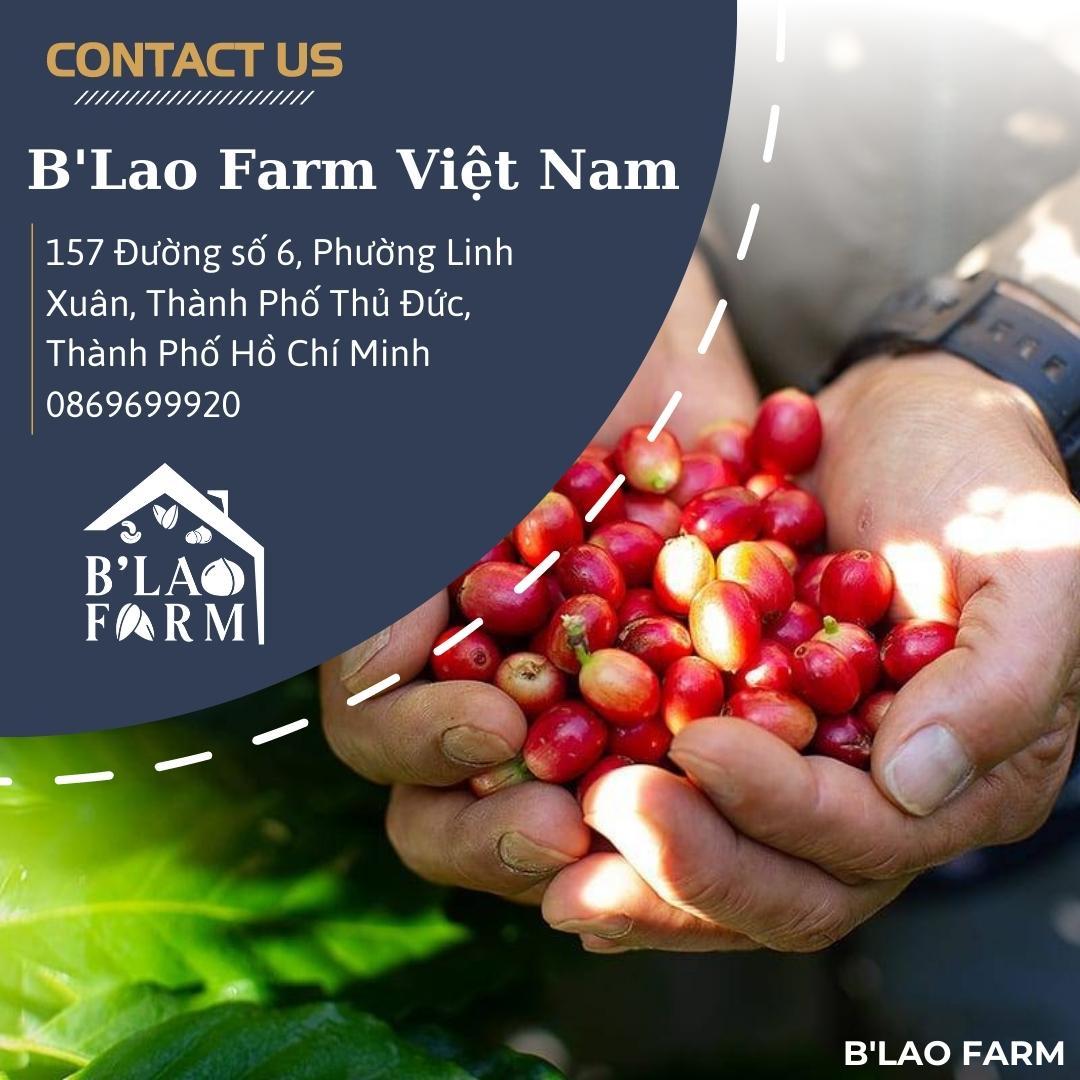 Cà phê nguyên chất BLEND B’Lao Farm 60% cà phê Robusta 40% cà phê Arabica cà phê rang mộc pha phin pha máy ngọt hậu B64