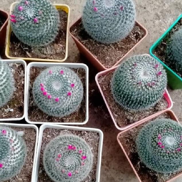 Hạt giống hoa xương rồng bánh sinh nhật 20 hạt/gói