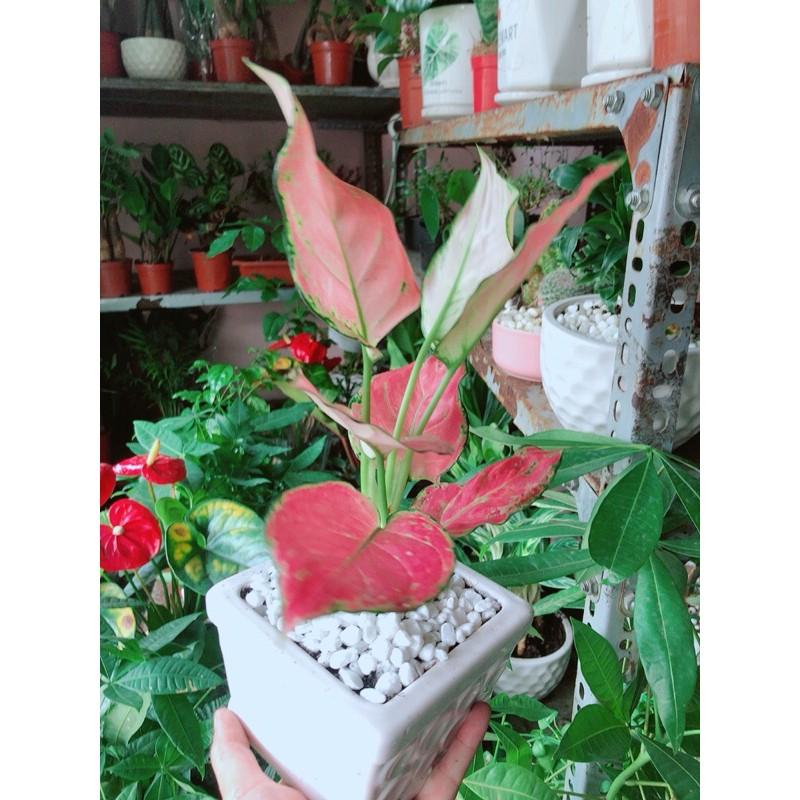 Chậu Cây Vạn Lộc Hồng