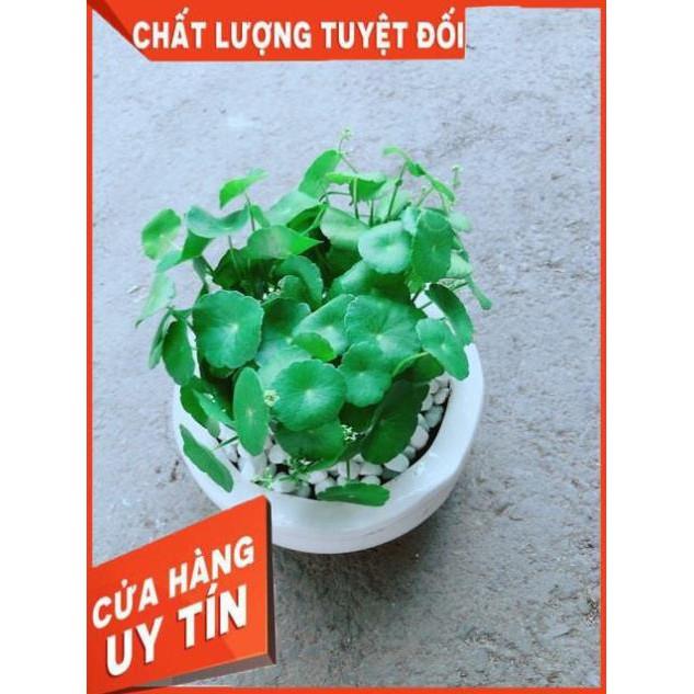 Chậu Cỏ Đồng Tiền