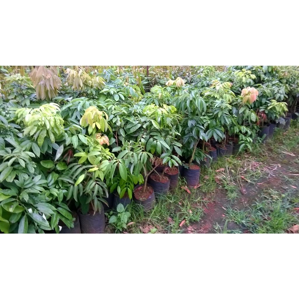 Cây giống Vải Thiều Lục Ngạn siêu trái. .