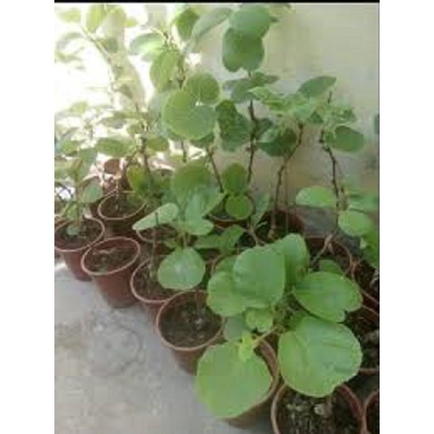 CÂY GIỐNG KIWI LEO GIÀN RUỘT VÀNG DÒNG QUẢ SỚM