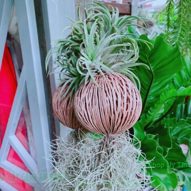 Chậu cây không khí size lớn