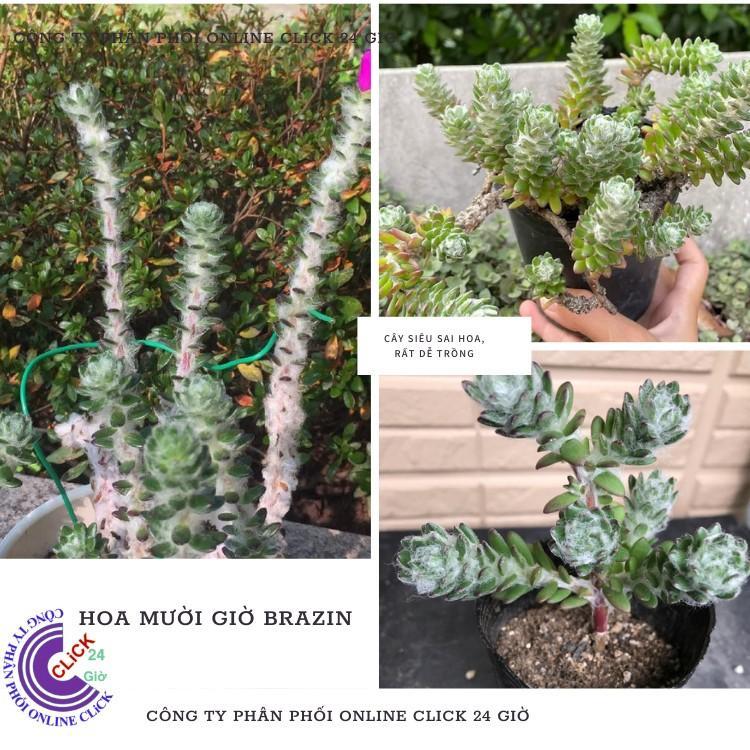 Hoa Mười Giờ Braxin Đẹp Lạ Dễ Trồng Giống Mới Nhập Hoa Mười Giờ Bonsai & Phụ Kiện