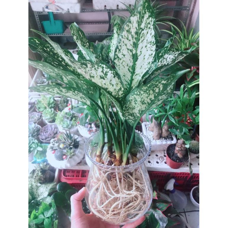 Chậu cây ngọc ngân thủy sinh Bán Chạy