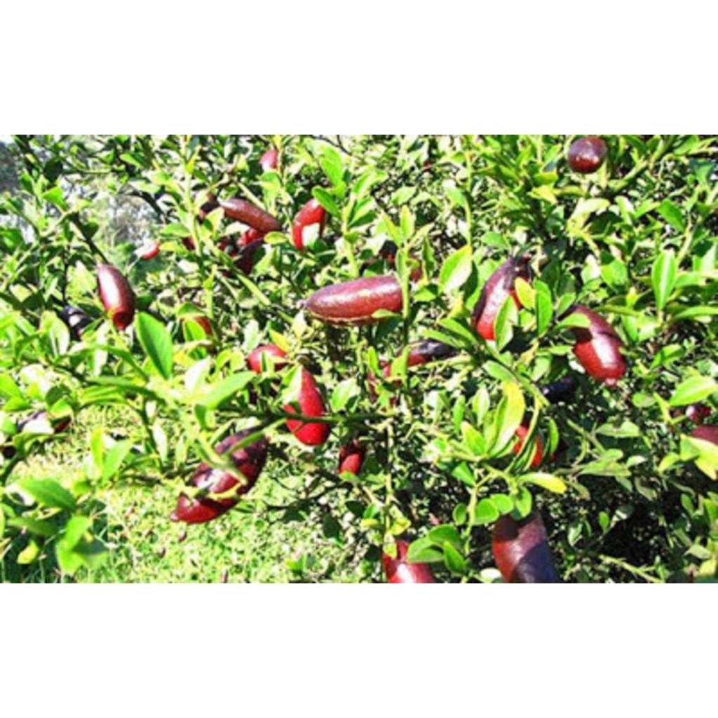 Cây giống CHANH NGÓN TAY THÁI LAN - Cây giống F1