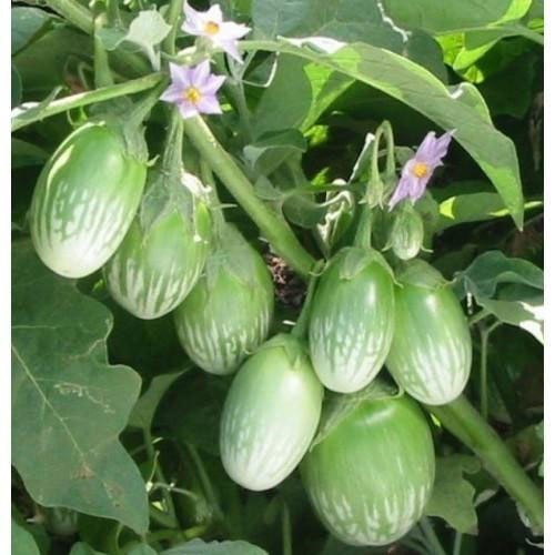 Hạt Giống Cà Dĩa Vali Năng Suất Cao - gói 0.5gr