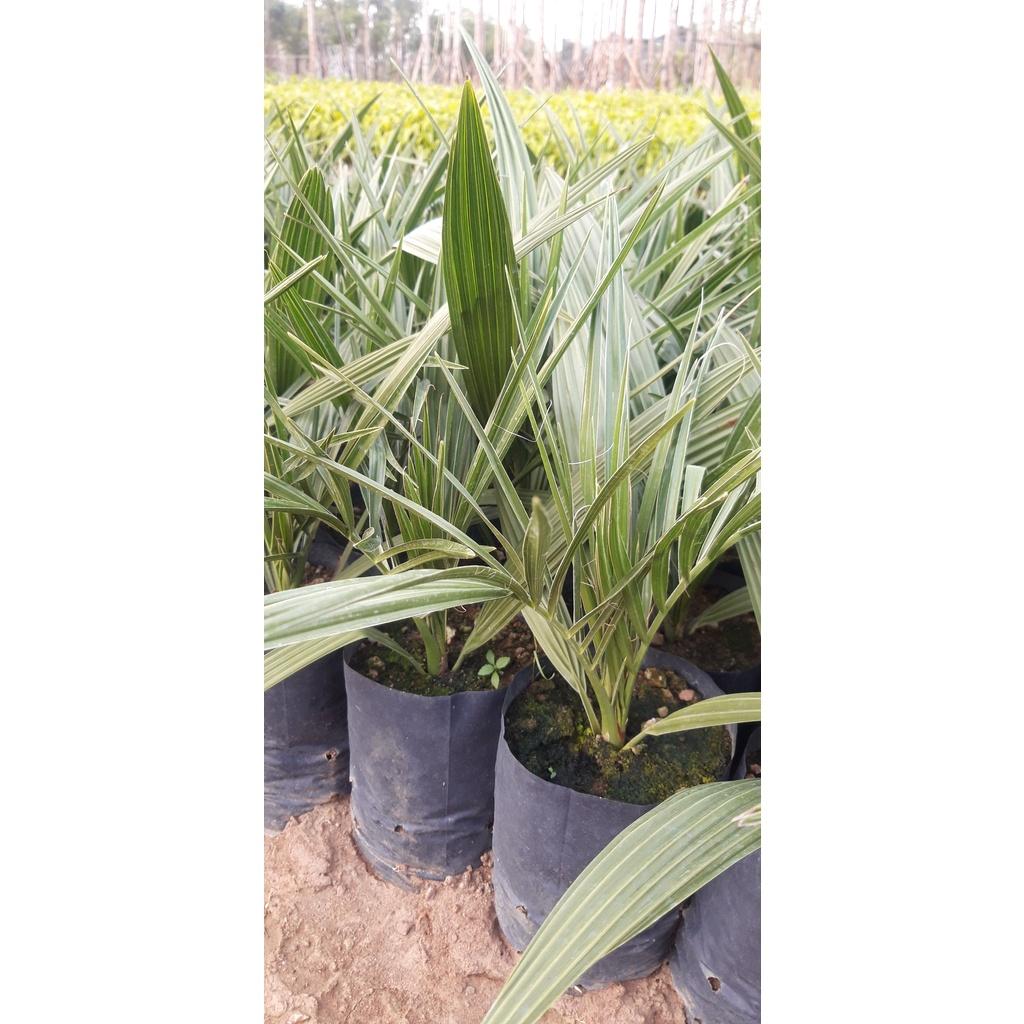 CÂY GIỐNG CHÀ LÀ TRUNG ĐÔNG NHẬP KHẨU