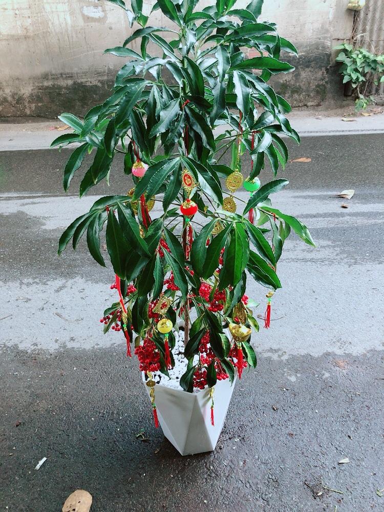 Chậu Cây Kim Ngân Lượng