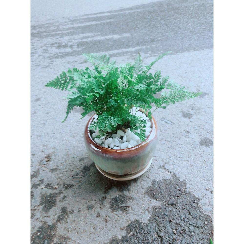 Chậu Dương Sỉ Nhật