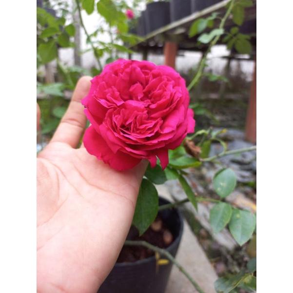 Hoa hồng đỏ leo Red Eden, hồng ngoại, hồng leo, thân gỗ,nguyên bản