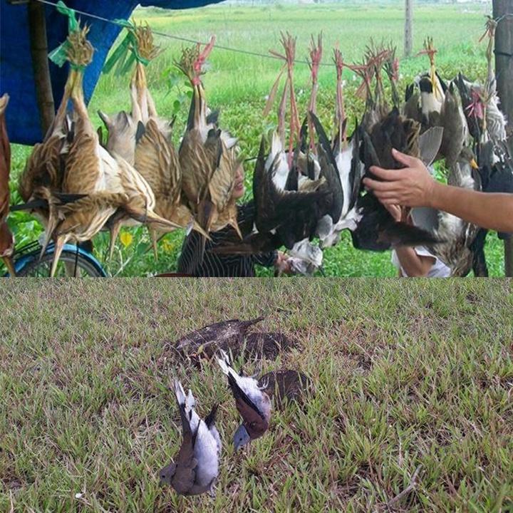 Lưới bẫy chim sợi { DÙ } &amp; sợi { chỉ }, lưới tàng hình bẫy chim khuyên sẻ gi cu gáy chào mào các loại 15m