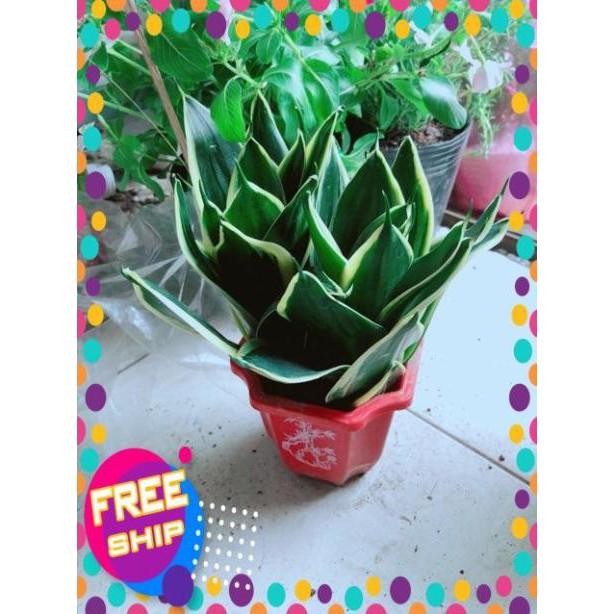 Chậu Lưỡi Hổ Thái Xanh