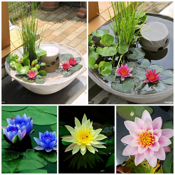 Hạt giống Hoa S.úng Thái -Hoa Kiểng Trồng Chậu Trang Trí Sân Vườn