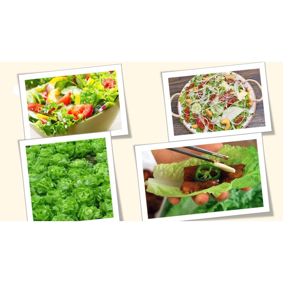 Hạt Giống Rau Xà Lách Búp Đăm, Cuốn Búp Chắc, Kháng Bệnh, Chịu Mưa - Phú Nông Seeds - Shop Phân Bón và Hạt Giống