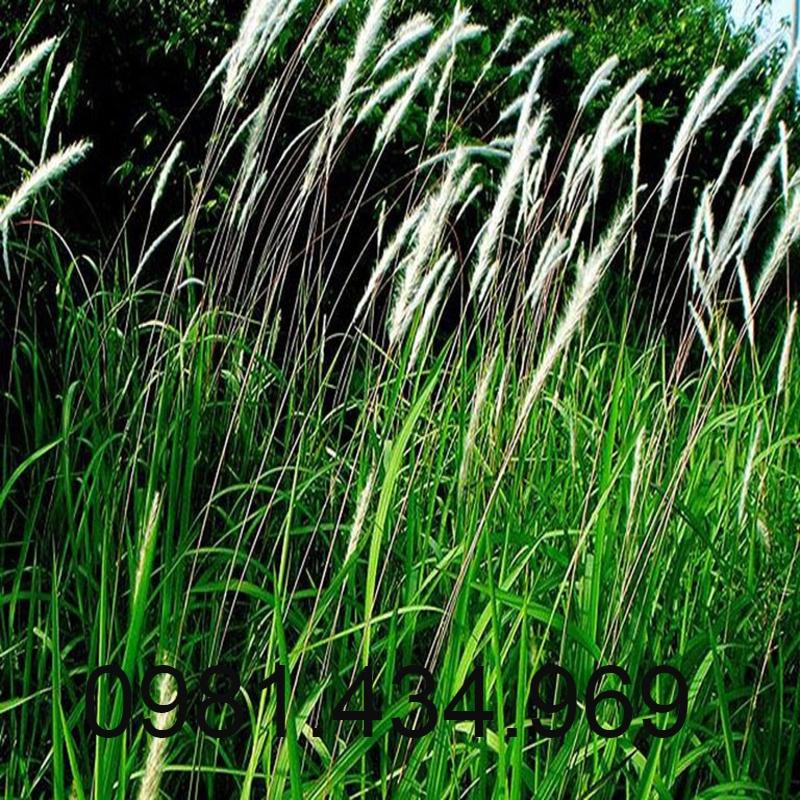 Rễ Cỏ Tranh Khô 500G Loại 01 Khô Mới