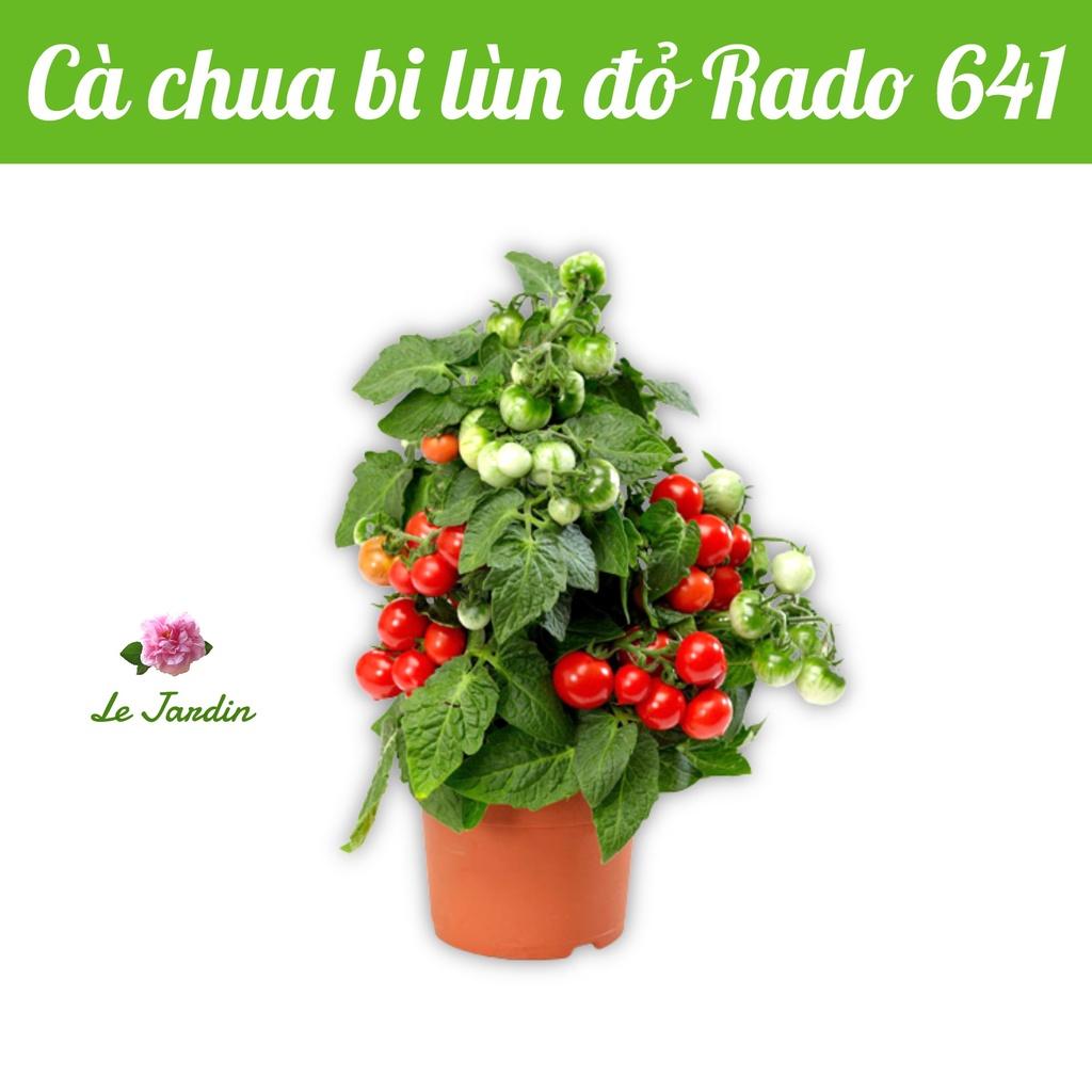 Hạt giống cà chua bi lùn đỏ Rado 641 gói 0,1gr - DỄ TRỒNG