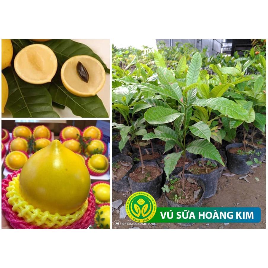 Cây giống vú sữa Hoàng Kim, giống cây khỏe, quả ngon rất thơm, ít sâu hại và sớm cho trái, không mất nhiều công chăm sóc