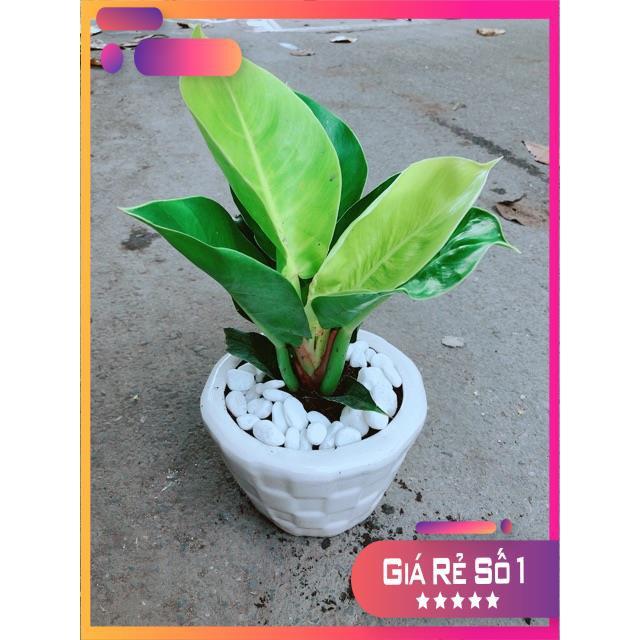 Chậu Cây Trầu Bà Đế Vương