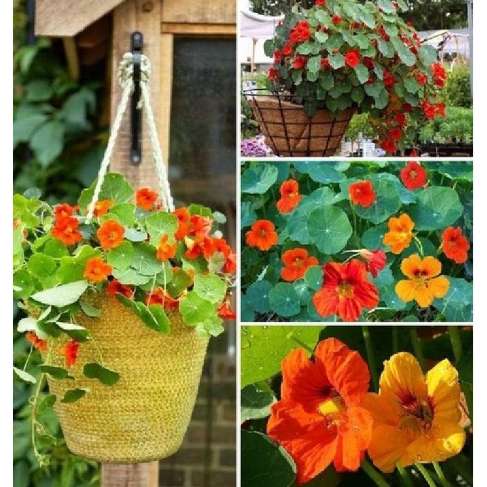 Combo 2 gói Hạt giống hoa Sen Cạn lùn mix màu-gói 15 hạt-tặng kèm gói kích mầm