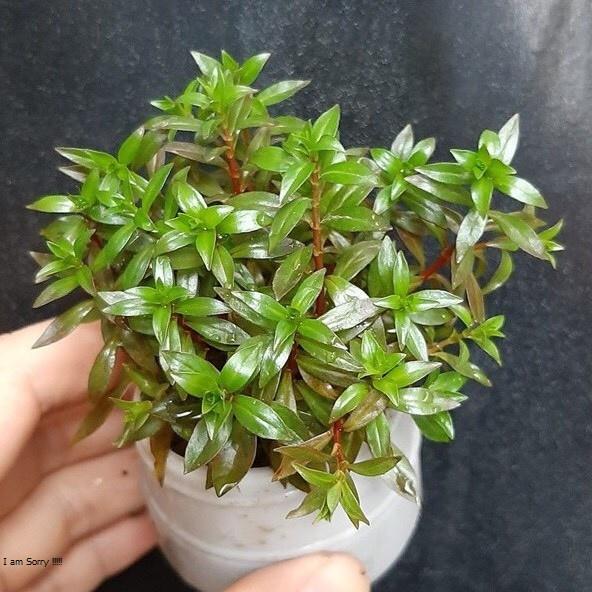 Cây thủy sinh Diệp tài hồng lá kim 15-20 ngọn lá cạn