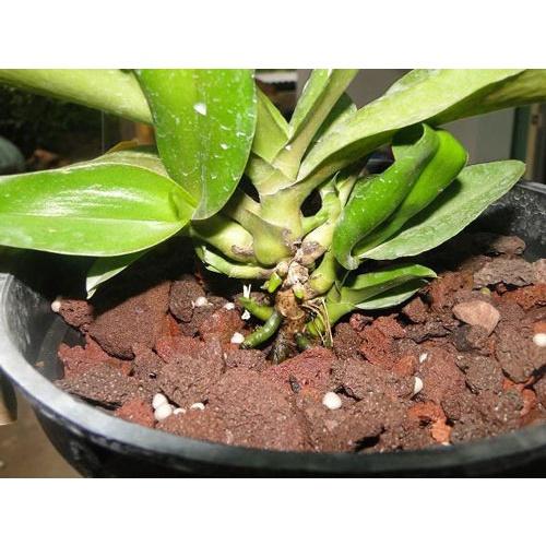 Vỏ thông mài cạnh size 2x3cm rải chậu cây cảnh để bàn, rải bề mặt - Gói 1 kg - Shop hoa cây cảnh Hà