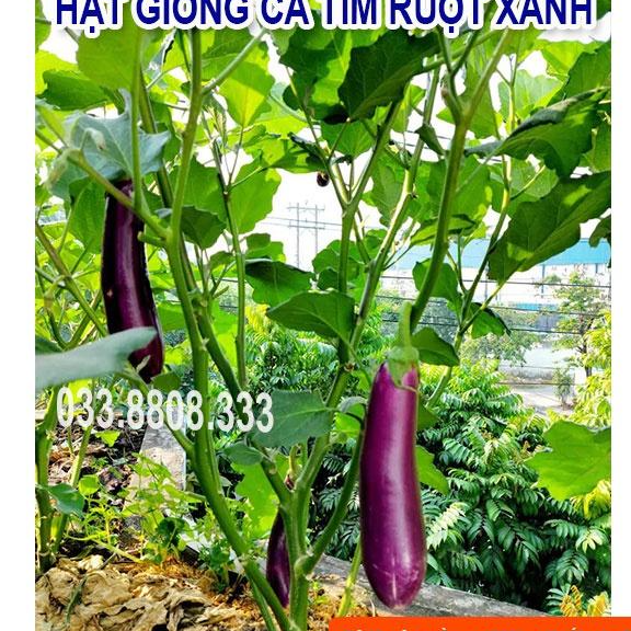 Hạt Giống Cà Tím Ruột Xanh Dài - Quả Dài Đặc Ruột