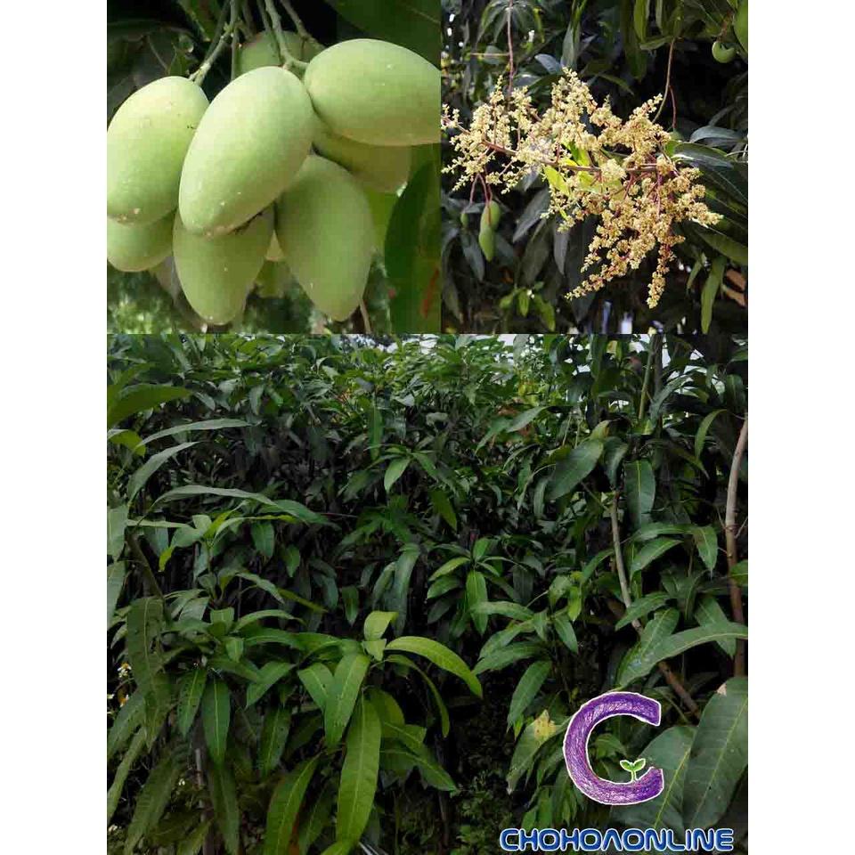 Cây giống Xoài Thái Lan