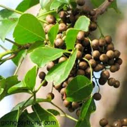COM BO 5 CÂY NHỘI GIỐNG
