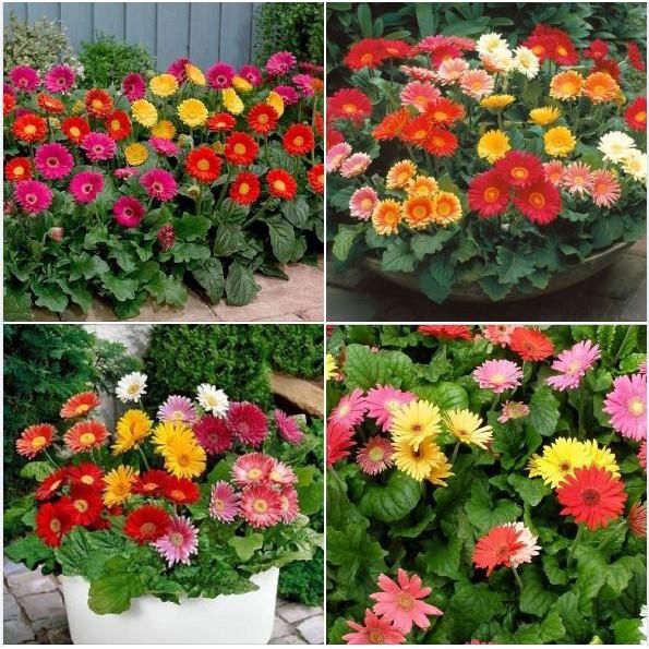 Hạt giống hoa đồng tiền mix màu - 10-15 hạt/gói