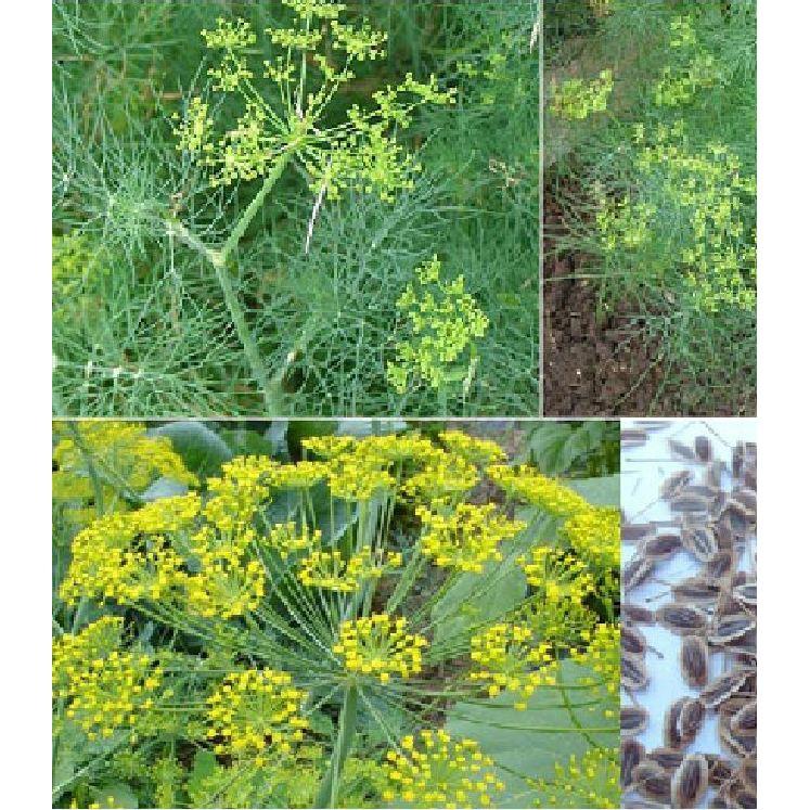 Hạt giống rau thì là 4 mùa cao sản - 20gr/gói