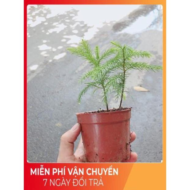 Tùng Bách Tán