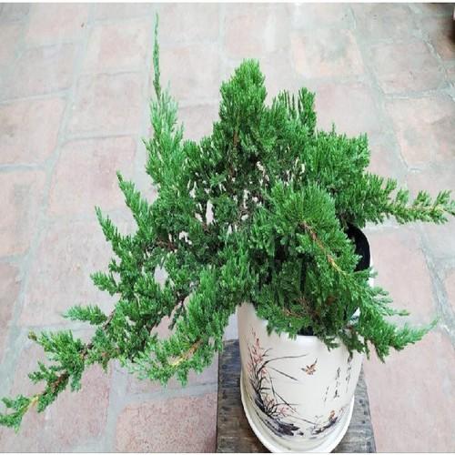 CÂY TÙNG XÀ BONSAI,CÂY TÙNG XÀ BONSAI - CÂY THỦY TÙNG - NGỌA TÙNG SIÊU ĐẸP - CTXBDCTTNT