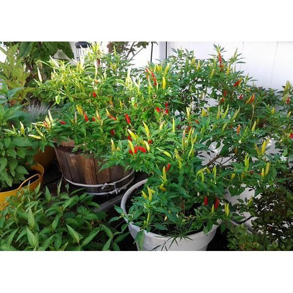 Hạt Giống Ớt Chỉ Thiên F1 Siêu Cay Siêu Dễ Trồng Tặng Kèm Hướng Dẫn, Kích Mầm