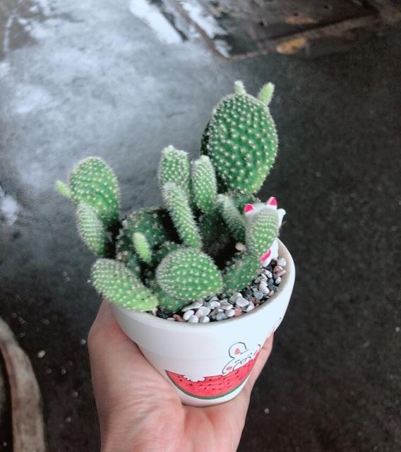 Chậu sen đá tiểu cảnh