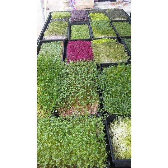 1kg Hạt Giống Rau Mầm Củ Cải Đỏ