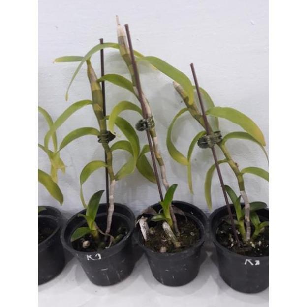 Sản Phẩm Hoa phong lan trầm rồng đỏ