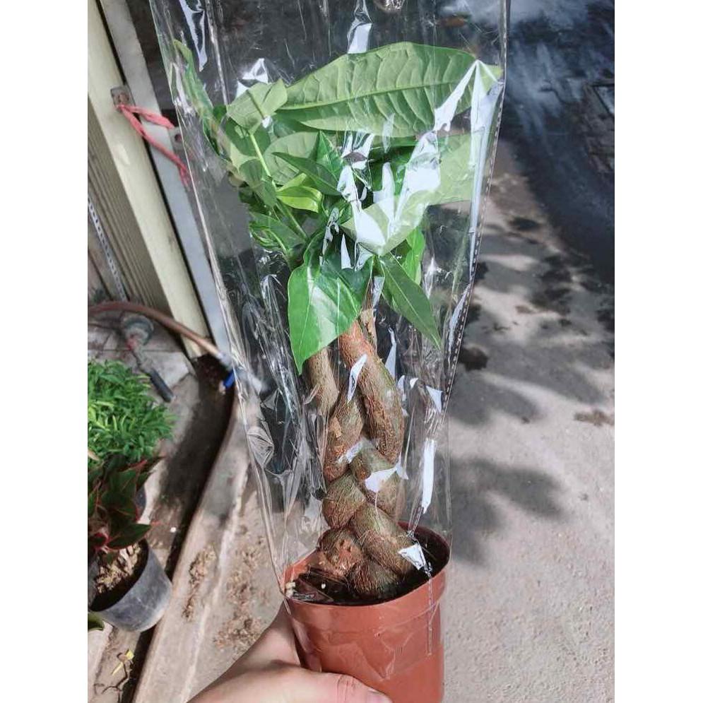 Chậu kim ngân thắt bím 3 thân Bán Chạy