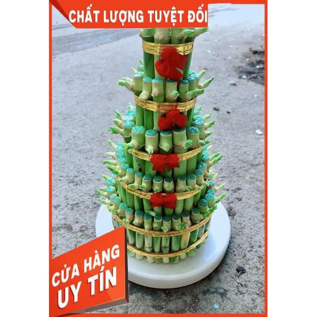 Cây Trúc Phát Tài Kèm Dĩa