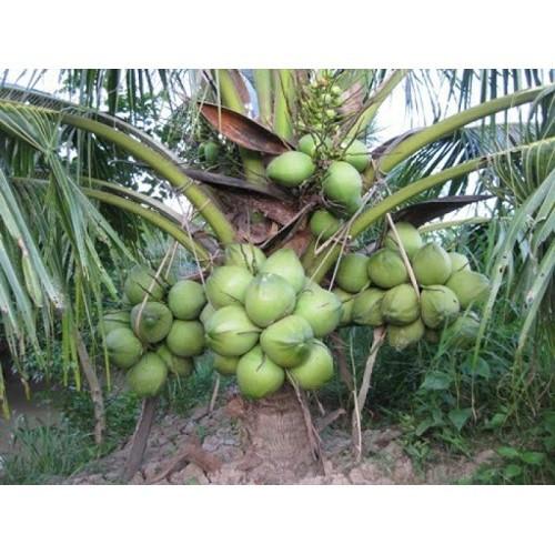 CÂY GIỐNG DỪA XIÊM LÙN XANH BẾN TRE SIÊU QUẢ, NĂNG SUẤT CAO CHUẨN F1 - CGDXLXBT
