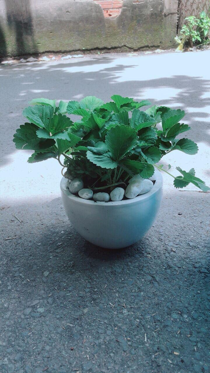 Chậu Cây Dâu Tây