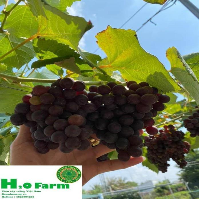 Cây Nho Ninh Thuận Ươm Tại Vườn Quả Xạ Đen - Vườn Ươm Ninh Thuận + Tặng 01 cây dâu da đất