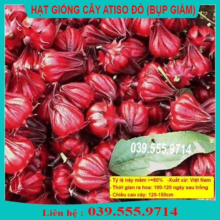 Hạt Giống ATISO ĐỎ - Hạt Dễ Trồng
