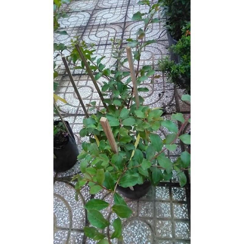 Hoa hồng Tường Vi đỏ hồng-bầu cây giống